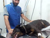 4-suzan-sezar-sanctuary