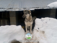 1-tetsi-sezar-sanctuary