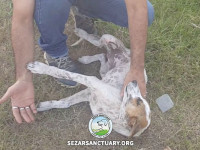 01-tiktiki-sezar-sanctuary