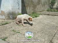 04-tiktiki-sezar-sanctuary