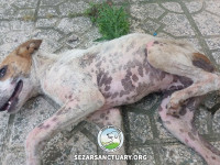 08-tiktiki-sezar-sanctuary