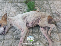 09-tiktiki-sezar-sanctuary