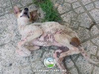 10-tiktiki-sezar-sanctuary