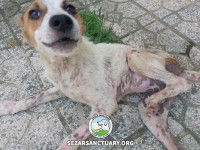 12-tiktiki-sezar-sanctuary