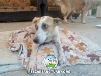 13-tiktiki-sezar-sanctuary