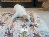 14-tiktiki-sezar-sanctuary