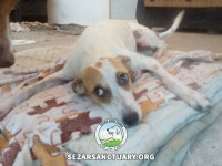 15-tiktiki-sezar-sanctuary