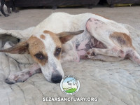 18-tiktiki-sezar-sanctuary