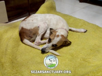 19-tiktiki-sezar-sanctuary