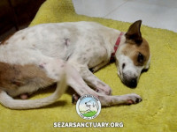 21-tiktiki-sezar-sanctuary