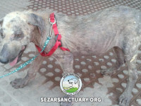 01-ziba-sezar-sanctuary