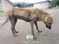 05-ziba-sezar-sanctuary