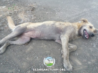 07-ziba-sezar-sanctuary