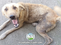 08-ziba-sezar-sanctuary