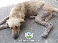 09-ziba-sezar-sanctuary