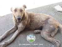 10-ziba-sezar-sanctuary