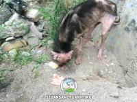 01-homa-sezar-sanctuary