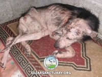 03-homa-sezar-sanctuary