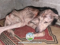 06-homa-sezar-sanctuary