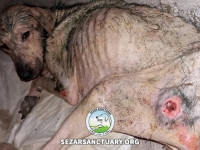 12-homa-sezar-sanctuary