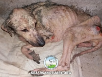 13-homa-sezar-sanctuary