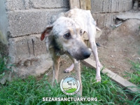 20-homa-sezar-sanctuary