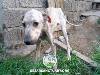 21-homa-sezar-sanctuary