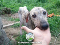 24-homa-sezar-sanctuary