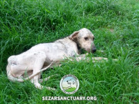 32-homa-sezar-sanctuary