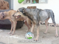 35-homa-sezar-sanctuary