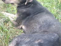 48-homa-sezar-sanctuary