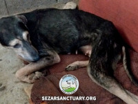 49-homa-sezar-sanctuary