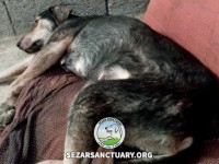 50-homa-sezar-sanctuary