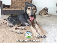 55-homa-sezar-sanctuary