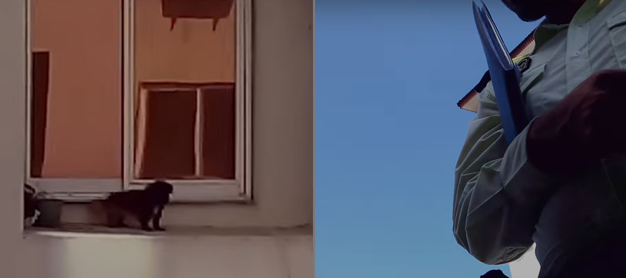 Tracking and arresting an animal abuser in Anzali, Iran