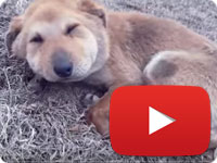 Rescuing a stray dog that was strangled with a rope on his neck - Behdad