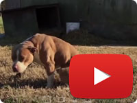 Celebrities Help These 'Outdoor Dogs' Guilt-Trip Their Neglectful Owners