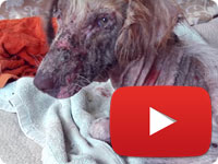 Rescuing a stray dog with major health and skin issues - Ahoo