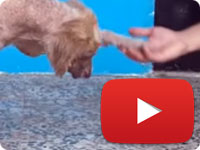 Update 1 on a rescued stray dog with major health and skin issues - Ahoo