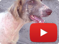 Update 2 on a rescued stray dog with major health and skin issues - Ahoo