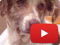 Final update on a rescued stray dog with major health and skin issues - Ahoo