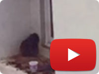 Tracking and arresting an animal abuser in Anzali, Iran