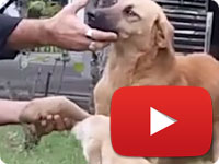 Rescuing a stray dog with smashed arm due to an accident - Arshin