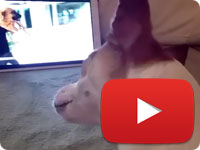 Notice the reaction and the empathy shown by this angel while watching one of our videos