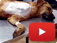 Update 1 on a rescued stray dog with smashed arm due to an accident - Arshin