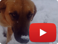 Update 2 on a rescued stray dog with smashed arm due to an accident - Arshin