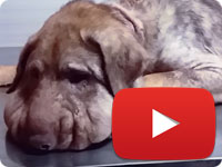 Update 2 on a rescued stray dog that was strangled with a rope on his neck - Delavar