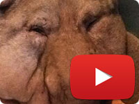 Rescuing a stray dog that was strangled with a rope on his neck - Delavar