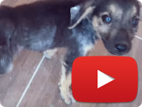 Rescuing a stray puppy with health and skin issues - Little Dude
