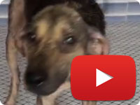 Update 1 on a rescued stray dog with major health and skin issues - Eghbal